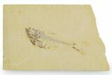 Detailed Fossil Fish (Diplomystus) - Wyoming #357669-1